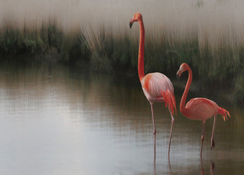 Ljuddämpande tavla - Flamingo