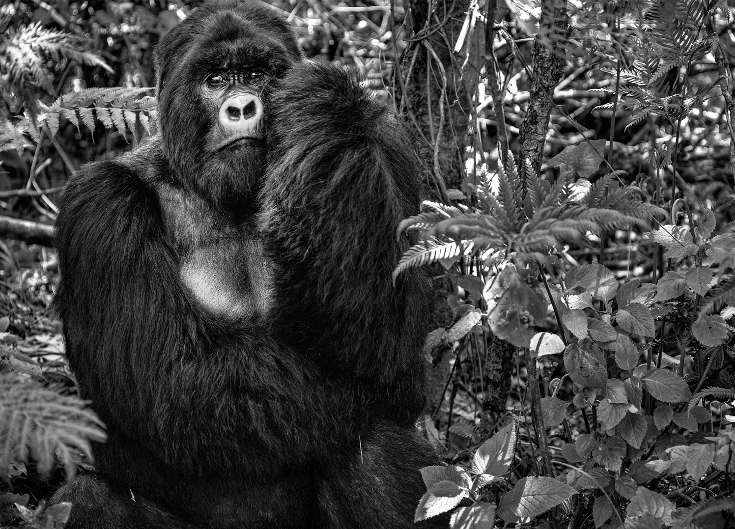 Ljuddämpande tavla - Gorilla