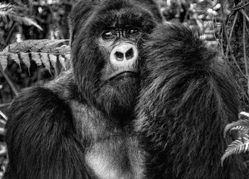 Ljuddämpande tavla - Gorilla