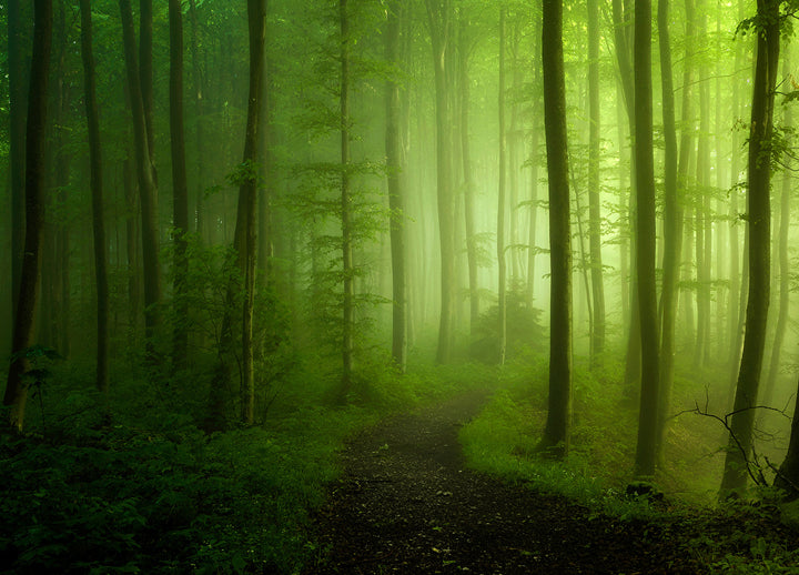 Ljuddämpande tavla - Grön Skog Tavla