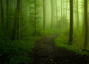 Ljuddämpande tavla - Grön Skog Tavla