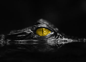 Ljuddämpande tavla - Krokodil