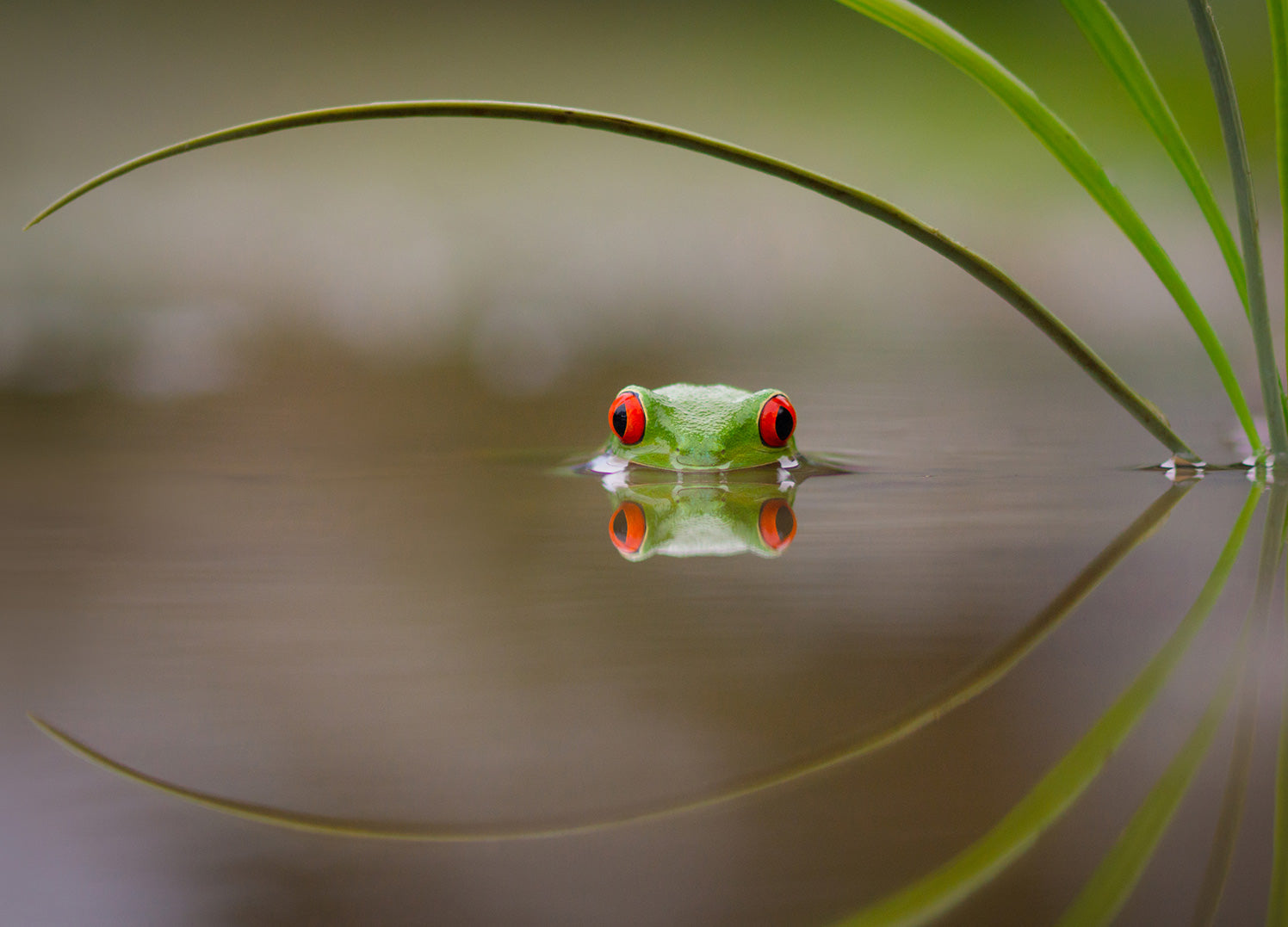 Ljuddämpande tavla - Kermit