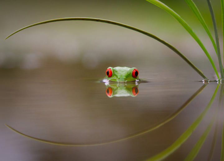 Ljuddämpande tavla - Kermit
