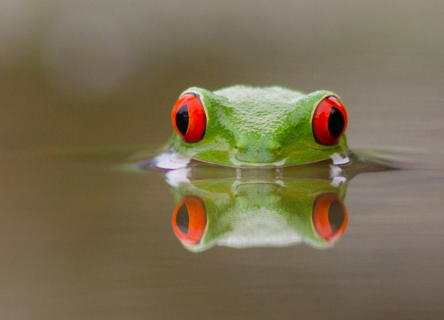 Ljuddämpande tavla - Kermit