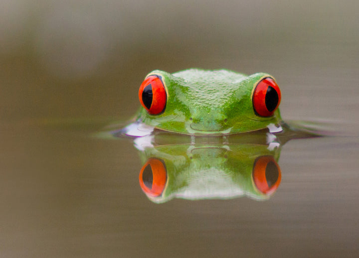 Ljuddämpande tavla - Kermit