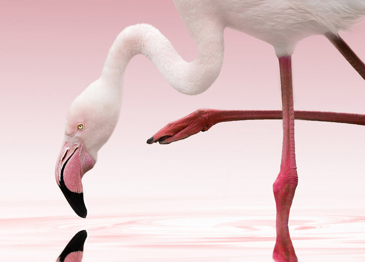 Ljuddämpande tavla - Rosa - Flamingo