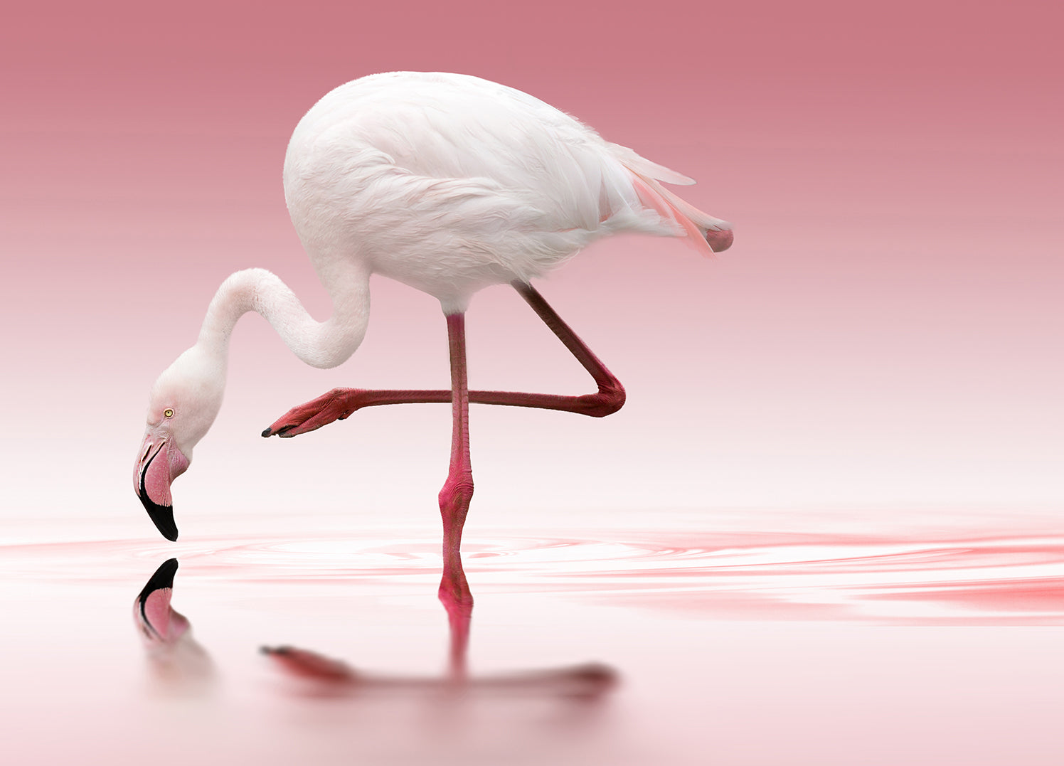 Ljuddämpande tavla - Rosa - Flamingo