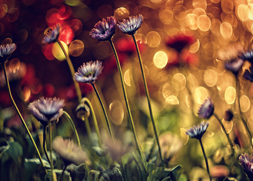 Ljuddämpande tavla - Dandelions