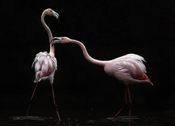 Ljuddämpande tavla - Flamingos