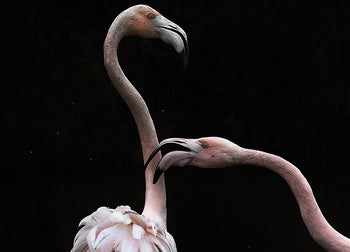 Ljuddämpande tavla - Flamingos