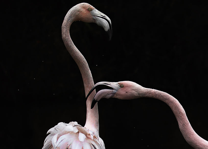 Ljuddämpande tavla - Flamingos