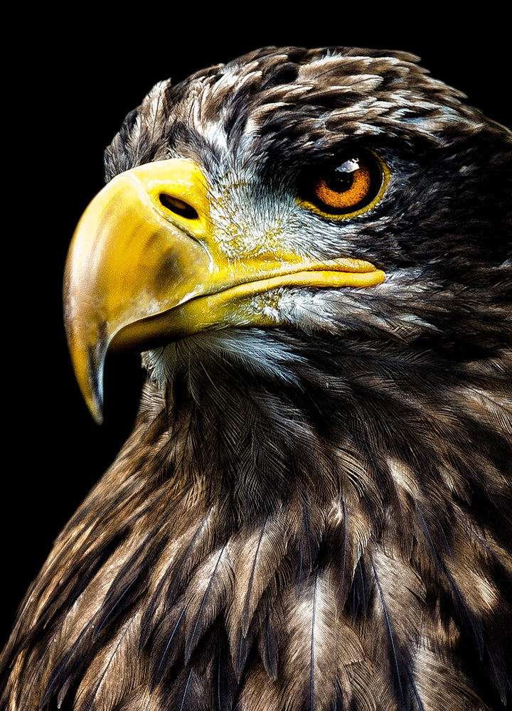 Ljuddämpande tavla - Eagle