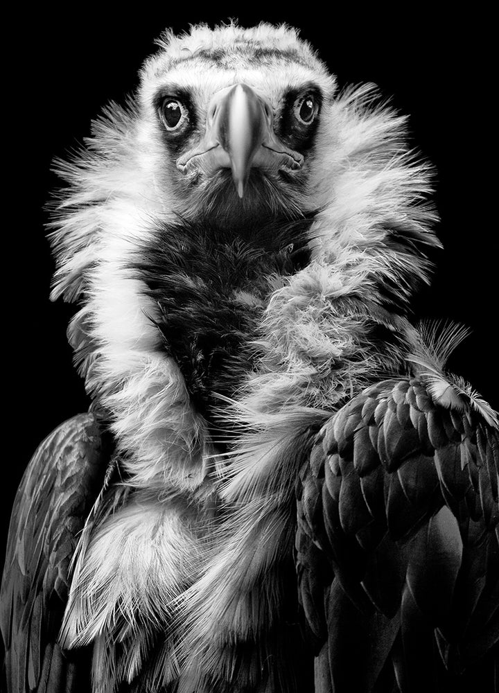 Ljuddämpande tavla - Vulture