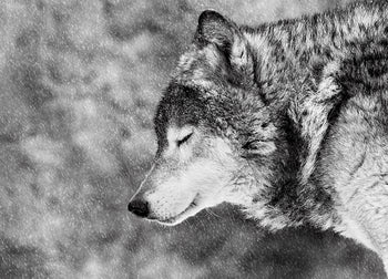 Ljuddämpande tavla - Wolf