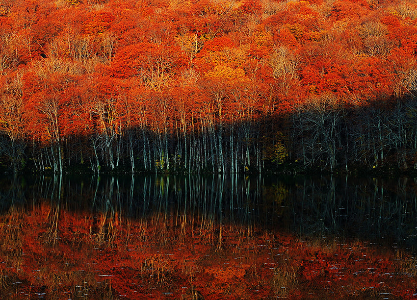 Ljuddämpande tavla - Autumn's Spectrum
