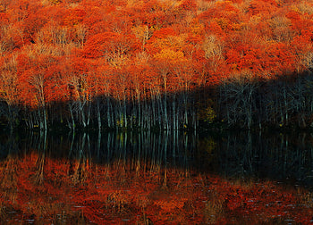Ljuddämpande tavla - Autumn's Spectrum