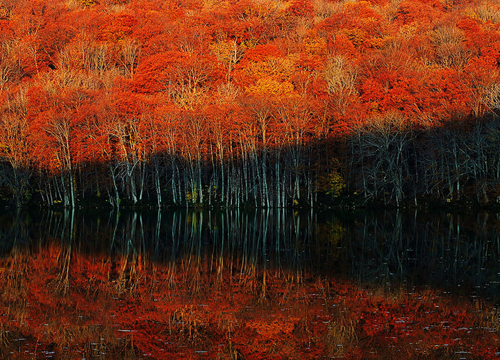 Ljuddämpande tavla - Autumn's Spectrum