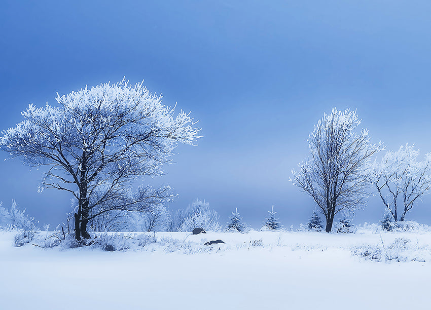 Ljuddämpande tavla - Winterland