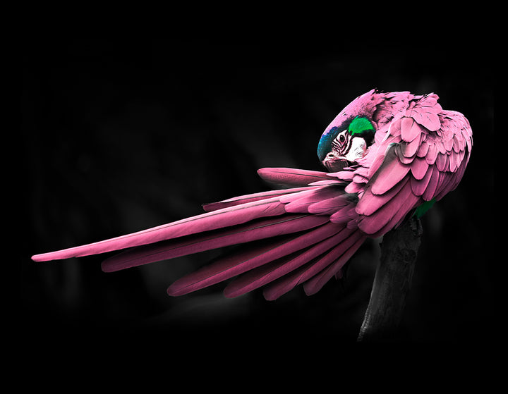 Ljuddämpande tavla - Rosy Macaw
