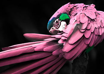 Ljuddämpande tavla - Rosy Macaw
