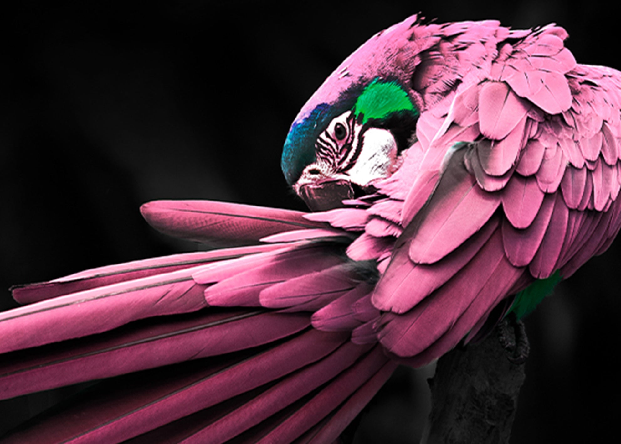 Ljuddämpande tavla - Rosy Macaw