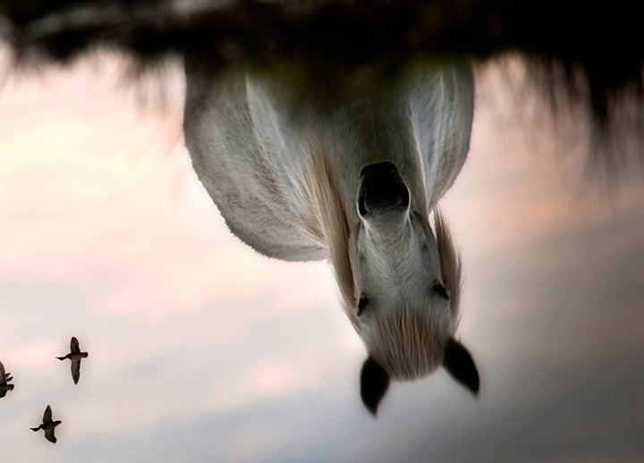 Ljuddämpande tavla - Upside Down