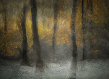Ljuddämpande tavla - Autumn Shadows