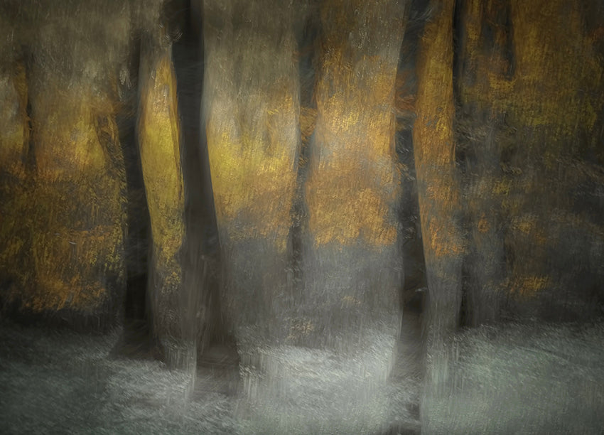 Ljuddämpande tavla - Autumn Shadows