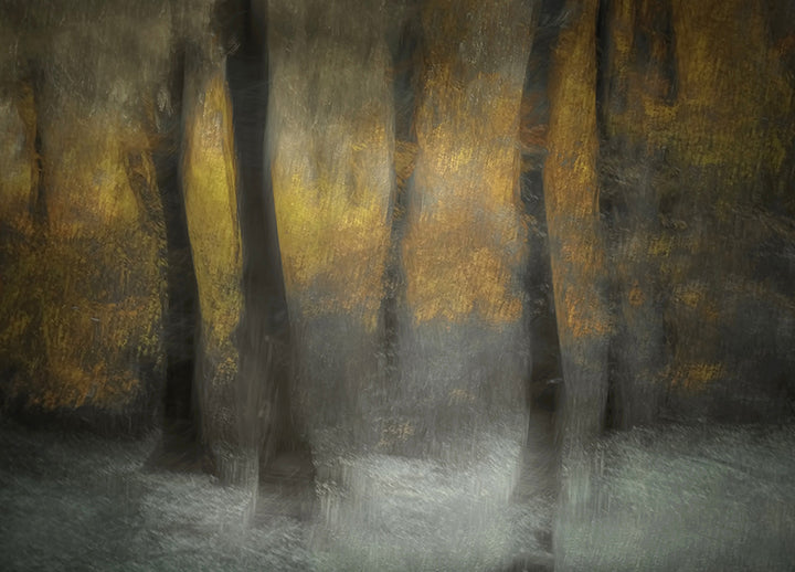 Ljuddämpande tavla - Autumn Shadows