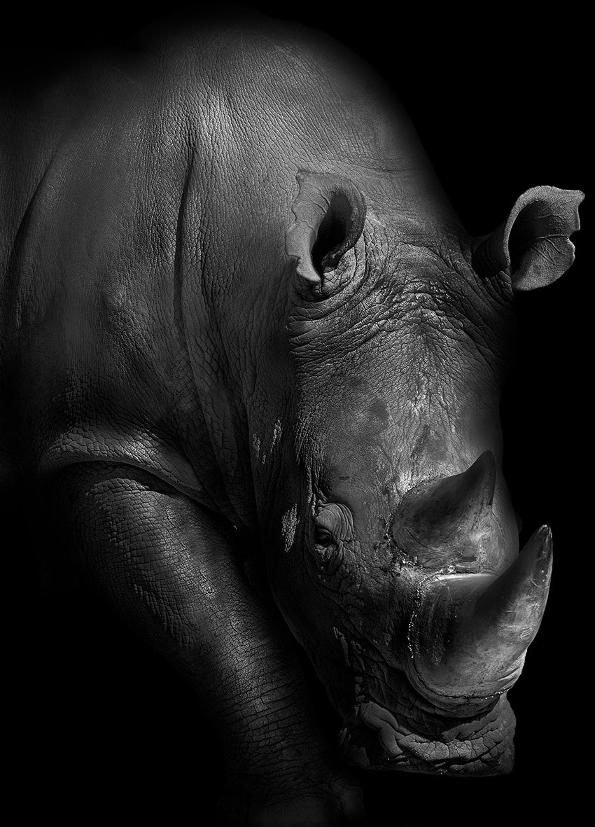 Ljuddämpande tavla - Rhinoceros