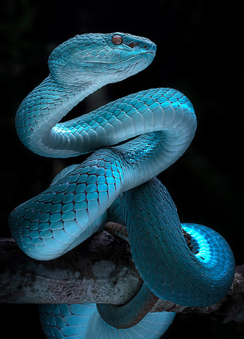 Ljuddämpande tavla - Reptile