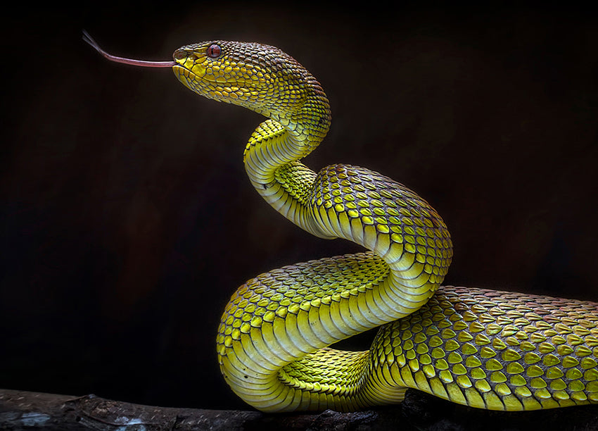 Ljuddämpande tavla - Serpentes