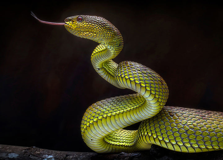 Ljuddämpande tavla - Serpentes