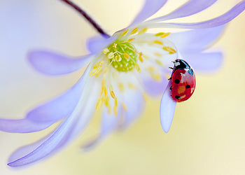Ljuddämpande tavla - Ladybug