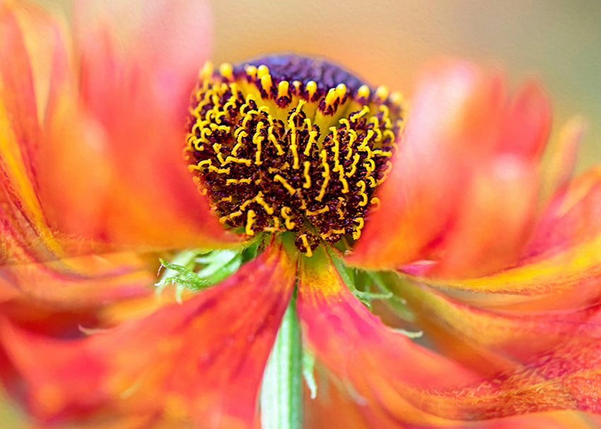Ljuddämpande tavla - Marigold