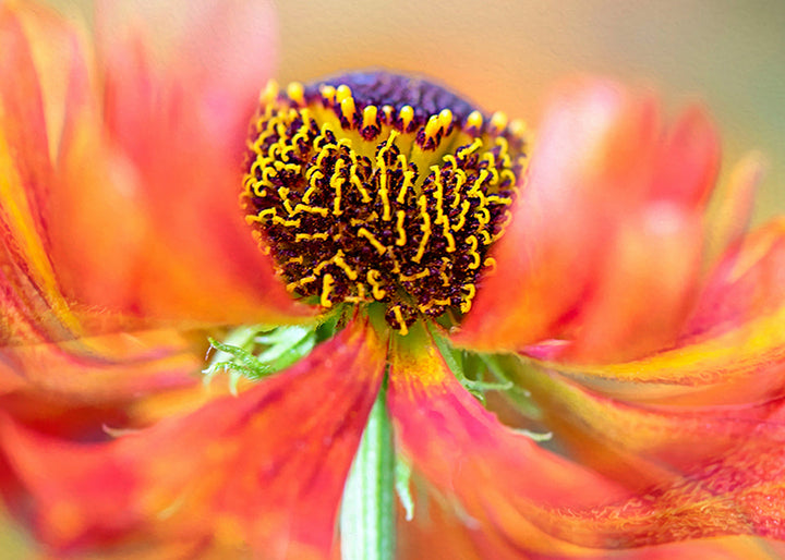 Ljuddämpande tavla - Marigold