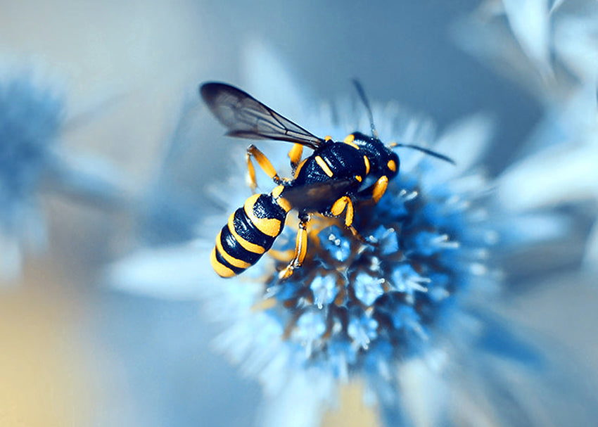 Ljuddämpande tavla - Honeybee