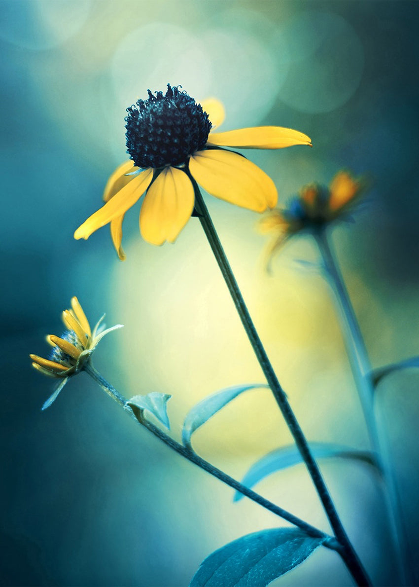 Ljuddämpande tavla - Sunflower