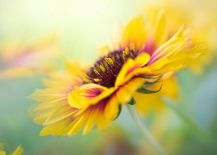 Ljuddämpande tavla - Yellow blooms