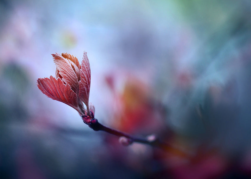 Ljuddämpande tavla - Prunus