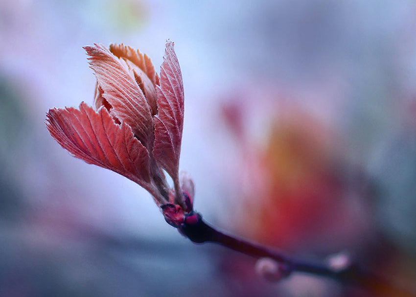 Ljuddämpande tavla - Prunus