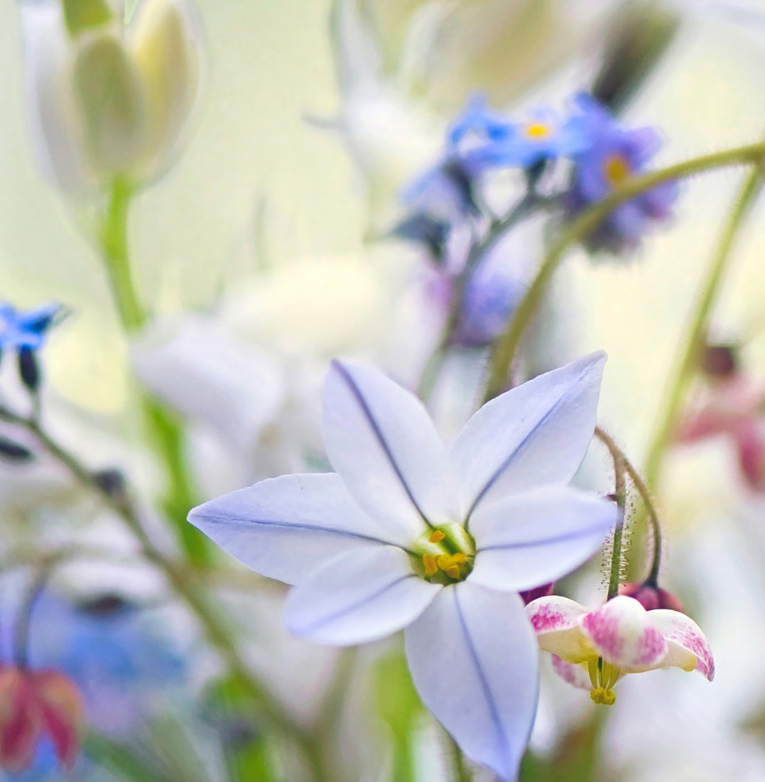 Ljuddämpande tavla - Wild flowers