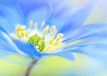 Ljuddämpande tavla - Indigo flower