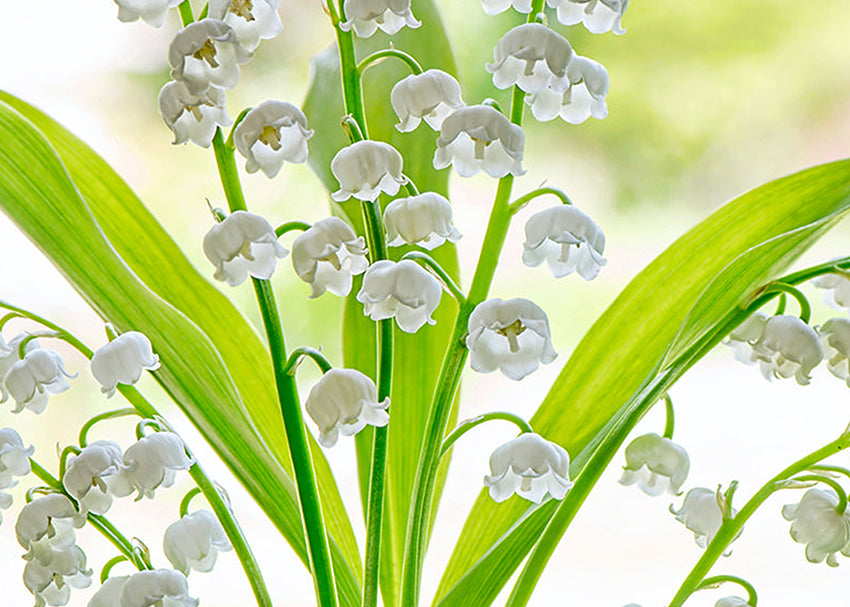 Ljuddämpande tavla - Lily of the valley