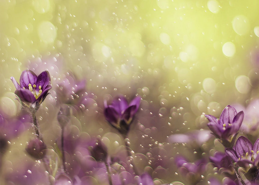 Ljuddämpande tavla - Lovelly purple