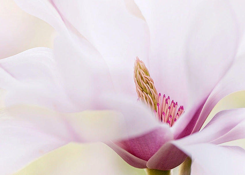 Ljuddämpande tavla - Rosy