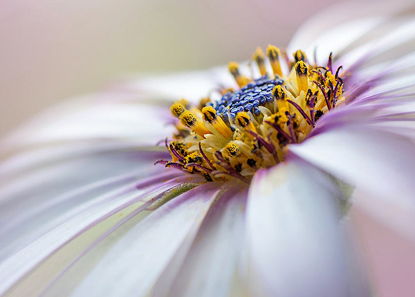 Ljuddämpande tavla - Michaelmas daisy