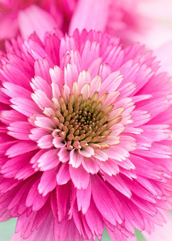 Ljuddämpande tavla - Carnation