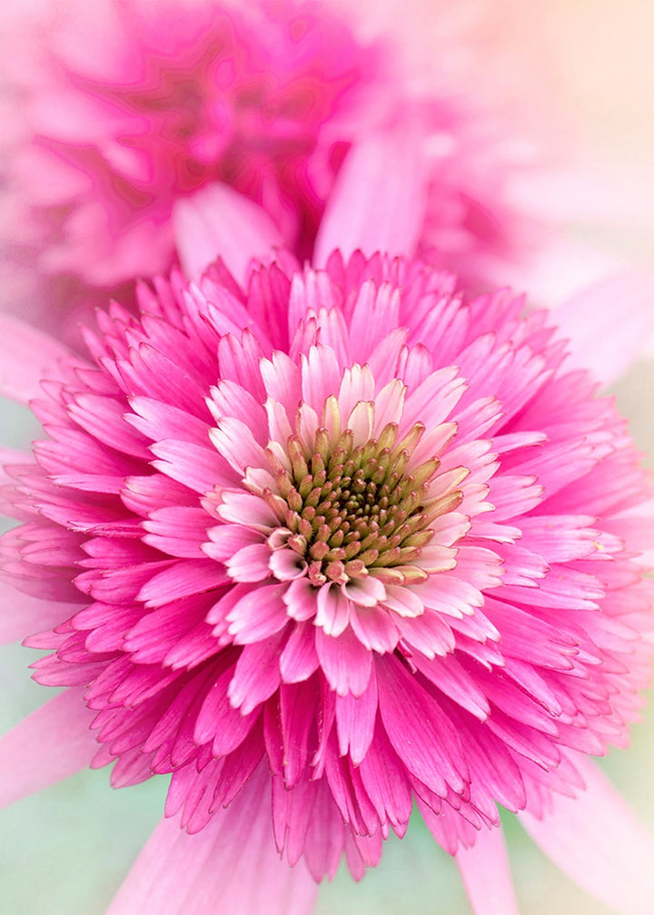Ljuddämpande tavla - Carnation